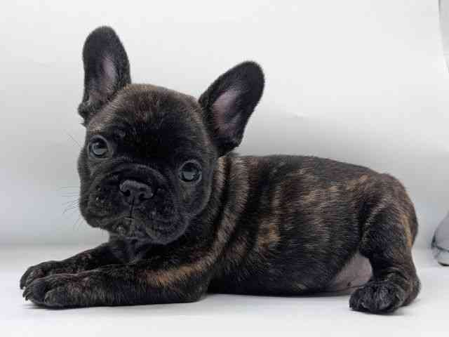 香川県のフレンチブルドッグ (ひごペットフレンドリーゆめタウン高松店/2025年8月27日生まれ/男の子/ブリンドル)の子犬の3枚目の画像