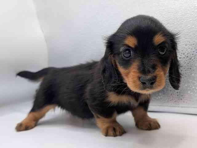 香川県のミニチュアダックスフンド(ロング) (ひごペットフレンドリーゆめタウン高松店/2025年8月29日生まれ/男の子/ブラックタン)の子犬の3枚目の画像