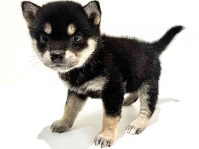 大阪府の柴犬(標準サイズ) (ひごペットフレンドリーイオン高槻店/2025年8月28日生まれ/女の子/黒)の子犬の3枚目の画像