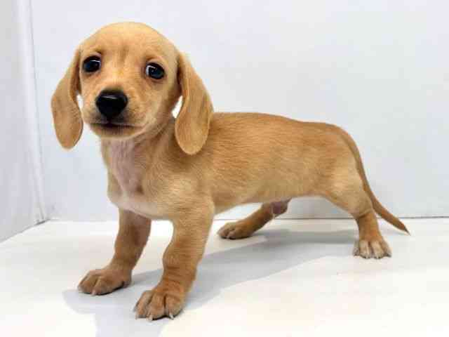 大阪府のミニチュアダックスフンド(スムース) (ひごペットフレンドリーセブンパーク天美店/2025年8月30日生まれ/男の子/ゴールド)の子犬の3枚目の画像