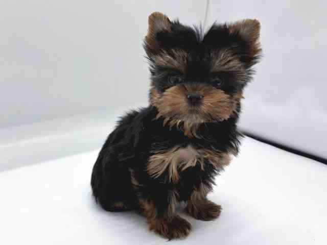 京都府のヨークシャーテリア (ひごペットフレンドリー京都店/2025年8月29日生まれ/女の子/スチールブルータン)の子犬の3枚目の画像