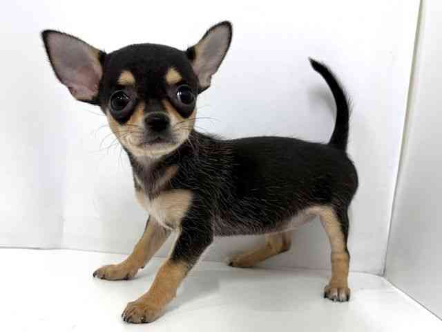 大阪府のチワワ(スムース) (ひごペットフレンドリーベルファ2都島店/2025年8月31日生まれ/女の子/ブラックタンホワイト)の子犬の3枚目の画像