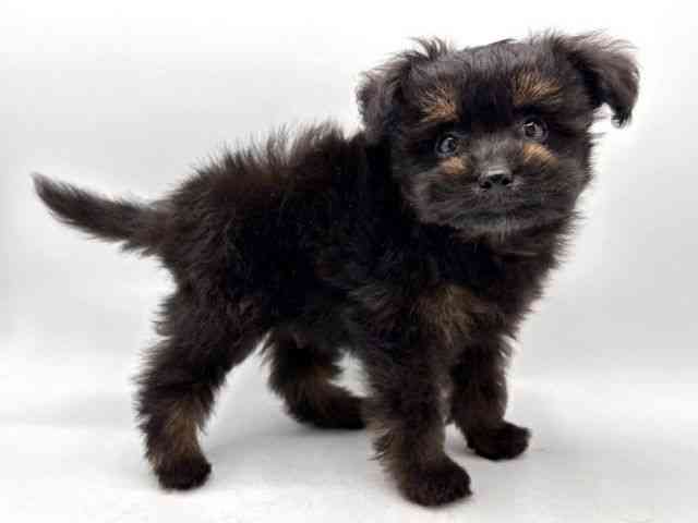 奈良県のポメプー(ポメラニアン×プードル) (ひごペットフレンドリー田原本店/2025年8月30日生まれ/男の子/ブラックタン)の子犬の3枚目の画像