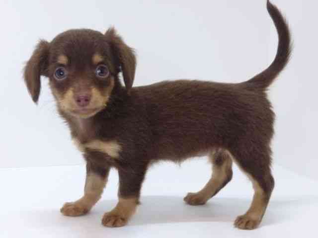 大阪府のチワックス(チワワ×ダックス) (ひごペットフレンドリーいこらもーる泉佐野店/2025年8月30日生まれ/女の子/チョコレートタン)の子犬の3枚目の画像