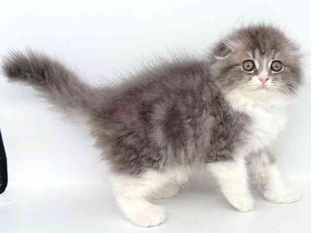 2025年8月30日生まれのスコティッシュフォールドの3枚目の写真