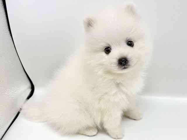 大阪府の日本スピッツ (ひごペットフレンドリーイオンタウン豊中庄内店/2025年8月30日生まれ/男の子/ホワイト)の子犬の3枚目の画像