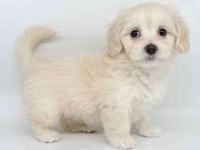 大阪府のマルックス(マルチーズ×ダックス) (ひごペットフレンドリー瓜破店/2025年8月31日生まれ/女の子/ホワイト)の子犬の3枚目の画像