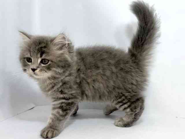 2025年8月31日生まれのスコティッシュフォールドの3枚目の写真