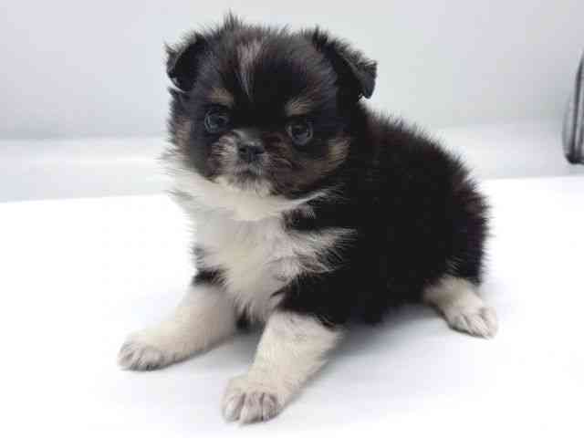 京都府のポメチワ/チワポメ/ポメチー(ポメラニアン×チワワ) (ひごペットフレンドリー京都店/2025年8月31日生まれ/女の子/ブラックタンホワイト)の子犬の3枚目の画像