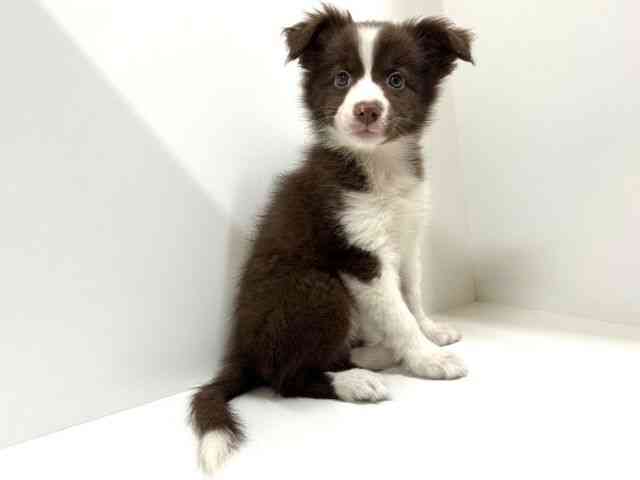 奈良県のボーダーコリー (ひごペットフレンドリーイオンモール橿原ウエストビレッジ店/2025年8月27日生まれ/女の子/チョコレートホワイト)の子犬の3枚目の画像