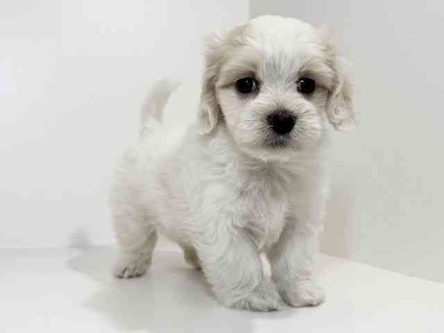 兵庫県のマルックス(マルチーズ×ダックス) (ひごペットフレンドリーイトーヨーカドー明石店/2025年8月31日生まれ/女の子/ホワイト)の子犬の3枚目の画像