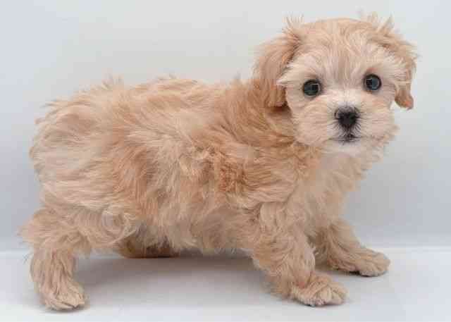 島根県のマルプー(マルチーズ×プードル) (ひごペットフレンドリーイオン松江ショッピングセンター店/2025年8月30日生まれ/女の子/アプリコット)の子犬の3枚目の画像