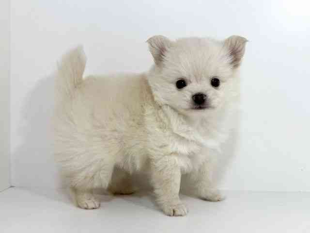 兵庫県のポメチワ/チワポメ/ポメチー(ポメラニアン×チワワ) (ひごペットフレンドリーイトーヨーカドー明石店/2025年8月29日生まれ/男の子/クリーム)の子犬の3枚目の画像