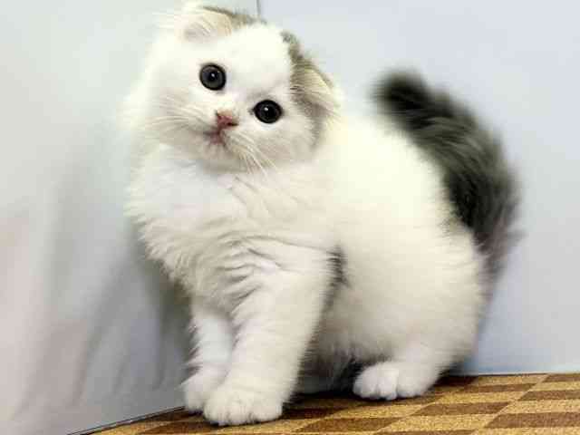 2025年8月31日生まれのスコティッシュフォールドの3枚目の写真