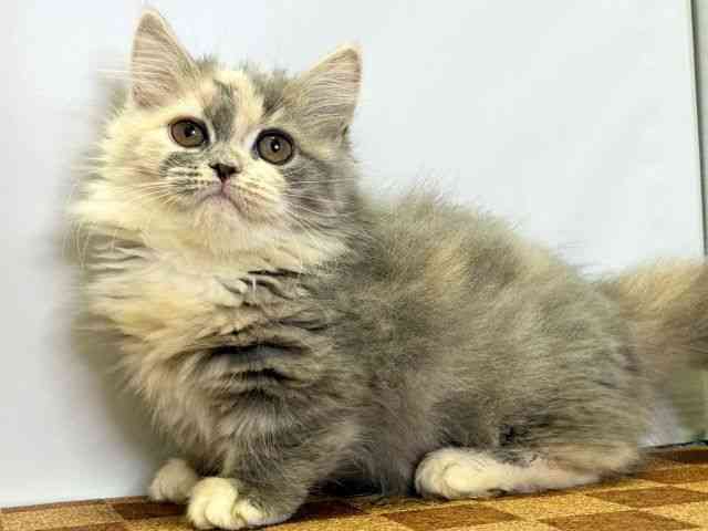 2025年8月9日生まれのミヌエットの3枚目の写真