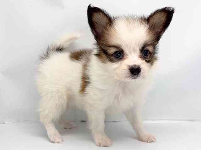 京都府のパピヨン (ひごペットフレンドリー洛北阪急スクエア店/2025年8月31日生まれ/女の子/ホワイトブラウン)の子犬の3枚目の画像