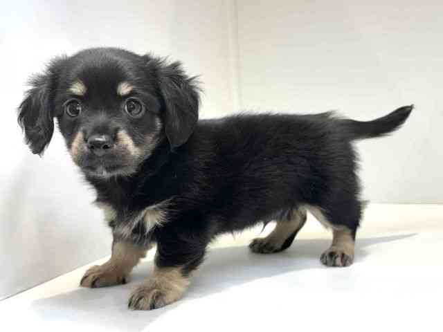 大阪府のチワックス(チワワ×ダックス) (ひごペットフレンドリーセブンパーク天美店/2025年8月30日生まれ/男の子/ブラックタン)の子犬の3枚目の画像