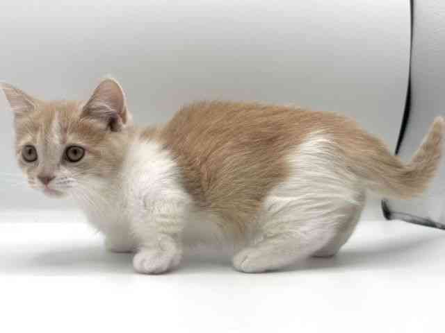 愛知県のマンチカン (ひごペットフレンドリープライムツリー赤池店/2025年8月24日生まれ/女の子/クリームタビーホワイト)の子猫の3枚目の画像