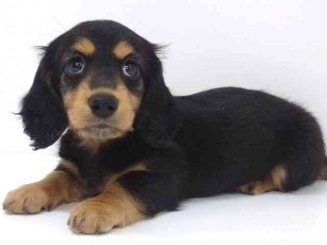 大阪府のミニチュアダックスフンド(ロング) (ひごペットフレンドリーいこらもーる泉佐野店/2025年8月28日生まれ/女の子/ブラックタン)の子犬の3枚目の画像