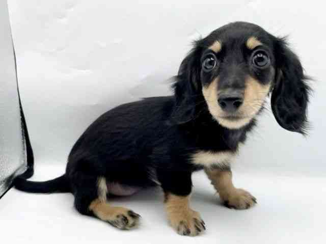 奈良県のミニチュアダックスフンド(ロング) (ひごペットフレンドリートナリエ大和高田店/2025年8月24日生まれ/女の子/ブラックイエロー)の子犬の3枚目の画像