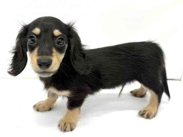 大阪府のミニチュアダックスフンド(ロング) (ひごペットフレンドリーイオンタウン茨木太田店/2025年8月24日生まれ/男の子/ブラックイエロー)の子犬の3枚目の画像