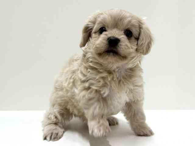 愛知県のチワプー/プーチー(チワワ×プードル) (ひごペットフレンドリーららぽーと名古屋みなとアクルス店/2025年8月31日生まれ/男の子/クリーム)の子犬の3枚目の画像