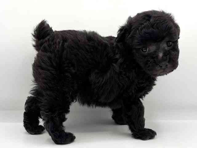 2025年8月31日生まれのトイプードル(トイ)の3枚目の写真