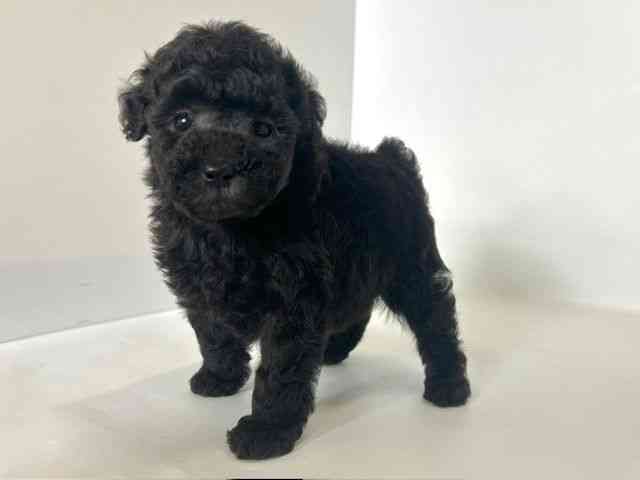 2025年8月31日生まれのトイプードル(トイ)の3枚目の写真