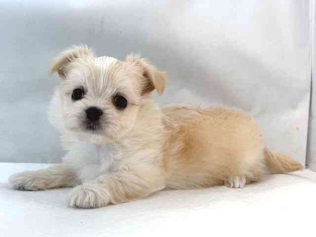 大阪府のチワマル/マルチワ(チワワ×マルチーズ) (ひごペットフレンドリー堺プラットプラット店/2025年8月28日生まれ/女の子/クリームホワイト)の子犬の3枚目の画像