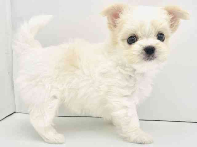 兵庫県のチワマル/マルチワ(チワワ×マルチーズ) (ひごペットフレンドリークラウンパーク伊丹店/2025年8月28日生まれ/女の子/ホワイトクリーム)の子犬の3枚目の画像