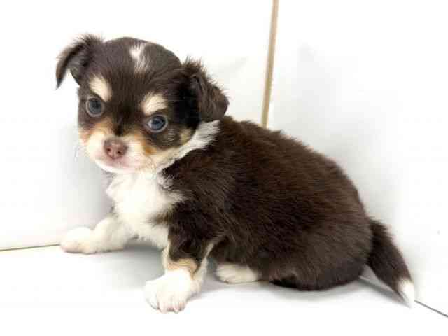 大阪府のチワワ(ロング) (ひごペットフレンドリーイオンタウン茨木太田店/2025年8月30日生まれ/男の子/チョコレートタンホワイト)の子犬の3枚目の画像