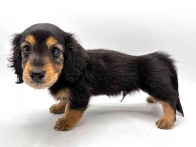 2025年8月30日生まれのカニンヘンダックスフンド(ロング)の3枚目の写真