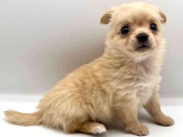 京都府のポメチワ/チワポメ/ポメチー(ポメラニアン×チワワ) (ひごペットフレンドリーイオンモール高の原店/2025年8月31日生まれ/男の子/クリーム)の子犬の3枚目の画像