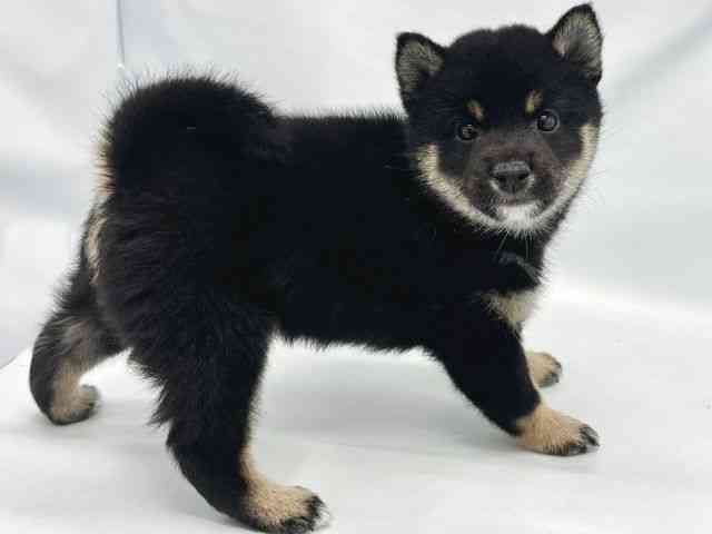 大阪府の柴犬(標準サイズ) (ひごペットフレンドリーイトーヨーカドー津久野店/2025年8月30日生まれ/男の子/黒)の子犬の3枚目の画像