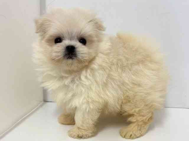 2025年8月30日生まれのポメマル/マルポメ(ポメラニアン×マルチーズ)の3枚目の写真