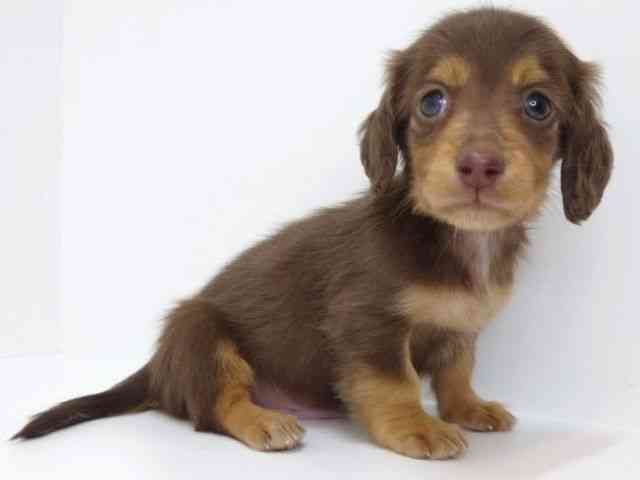 大阪府のミニチュアダックスフンド(ロング) (ひごペットフレンドリーいこらもーる泉佐野店/2025年8月30日生まれ/男の子/チョコレートタンホワイト)の子犬の3枚目の画像