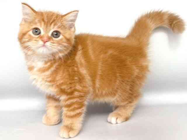 2025年8月30日生まれのスコティッシュフォールドの3枚目の写真