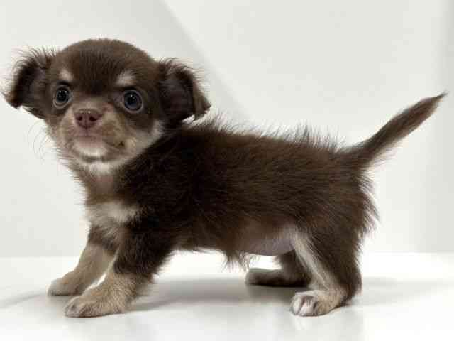 奈良県のチワワ(ロング) (ひごペットフレンドリーイオンモール橿原ウエストビレッジ店/2025年8月30日生まれ/女の子/チョコレートタンホワイト)の子犬の3枚目の画像