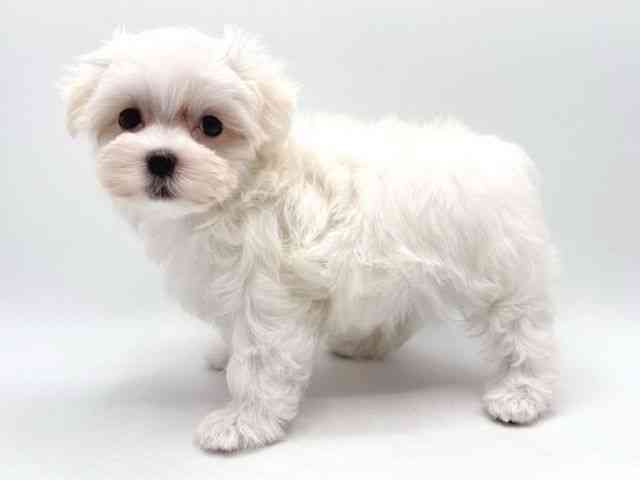 奈良県のマルチーズ (ひごペットフレンドリー田原本店/2025年8月29日生まれ/女の子/ホワイト)の子犬の3枚目の画像