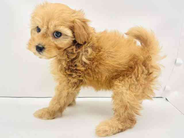 兵庫県のマルプー(マルチーズ×プードル) (ひごペットフレンドリークラウンパーク伊丹店/2025年8月31日生まれ/男の子/アプリコット)の子犬の3枚目の画像