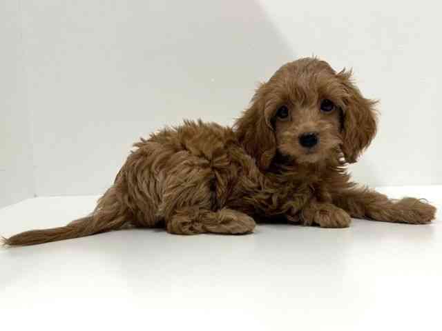 奈良県のハーフ犬・ミックス犬 (ひごペットフレンドリーイオンモール橿原ウエストビレッジ店/2025年8月24日生まれ/女の子/レッド)の子犬の3枚目の画像