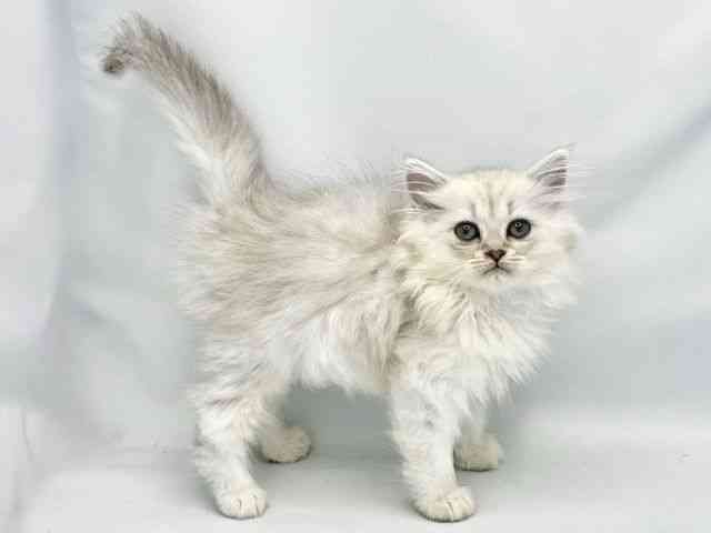 2025年8月29日生まれのペルシャの3枚目の写真