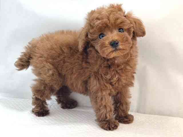 大阪府のトイプードル(トイ) (ひごペットフレンドリー堺プラットプラット店/2025年8月31日生まれ/男の子/レッド)の子犬の3枚目の画像