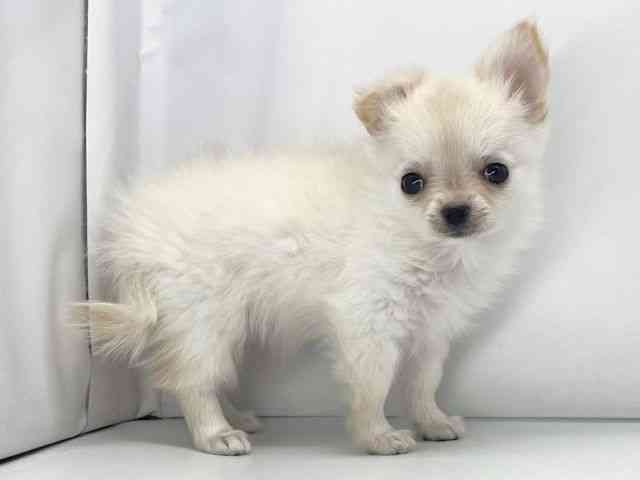 兵庫県のチワワ(ロング) (ひごペットフレンドリーイオンタウン加古川店/2025年8月30日生まれ/女の子/ホワイトクリーム)の子犬の3枚目の画像