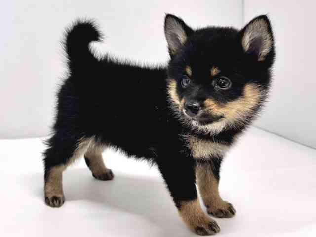 2025年8月30日生まれのポメ柴/豆ポメ/ポメ豆柴(ポメラニアン×柴犬)の3枚目の写真