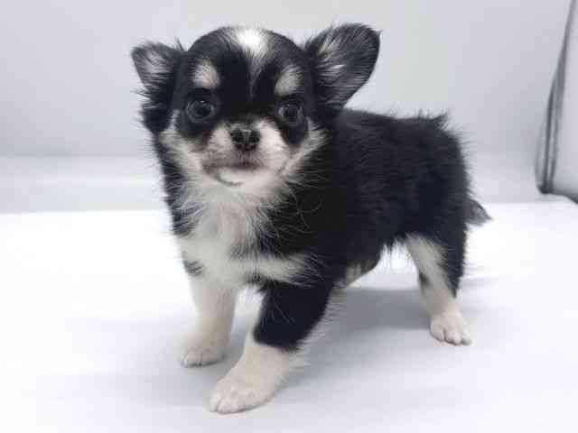 京都府のチワワ(ロング) (ひごペットフレンドリー京都店/2025年8月29日生まれ/女の子/ブラッククリームホワイト)の子犬の3枚目の画像