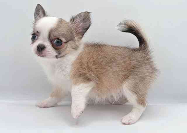 島根県のチワワ(ロング) (ひごペットフレンドリーイオン松江ショッピングセンター店/2025年8月29日生まれ/男の子/フォーンホワイト)の子犬の3枚目の画像