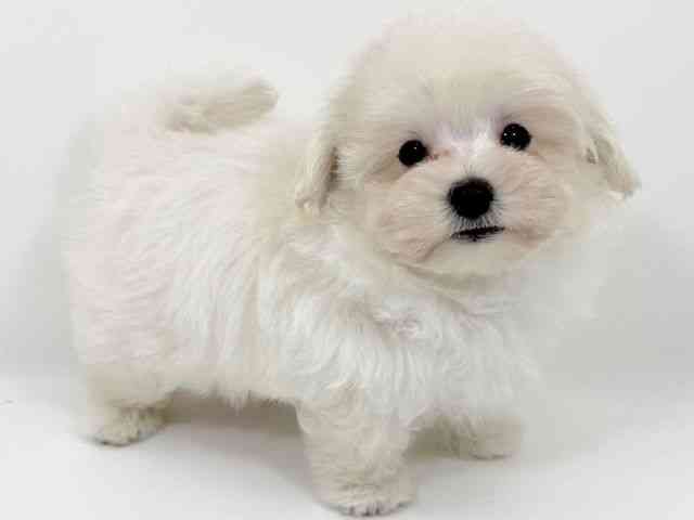 2025年8月31日生まれのマルプー(マルチーズ×プードル)の3枚目の写真