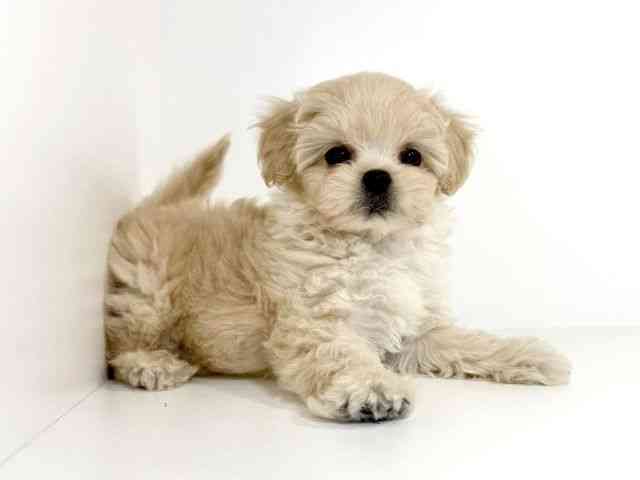 兵庫県のハーフ犬・ミックス犬 (ひごペットフレンドリーイトーヨーカドー明石店/2025年8月30日生まれ/男の子/クリーム)の子犬の3枚目の画像