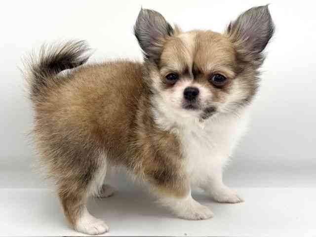 大阪府のチワワ(ロング) (ひごペットフレンドリーららぽーとEXPOCITY店/2025年8月29日生まれ/男の子/フォーンホワイト)の子犬の3枚目の画像